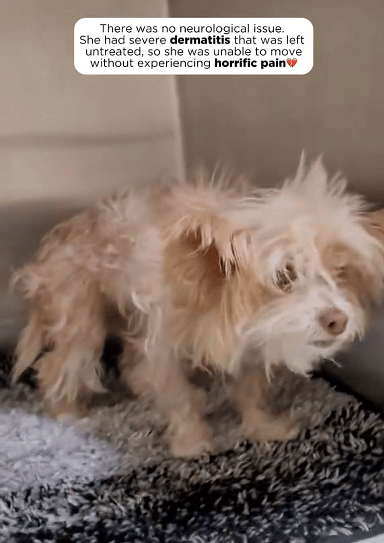 Tiny Senior Dog Was Nearly Euthanized Because She Couldn’t Move—But Rescuers Discovered Was Heartbreaking